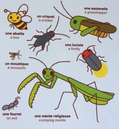 Learn french insects.jpg