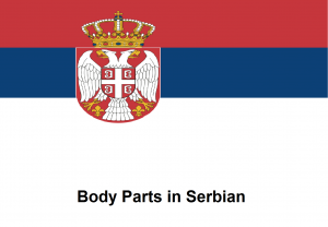 Body Parts in Serbian