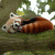 -Firefox- profile picture