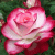 103Roses profile picture