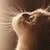 annabel_zh profile picture