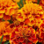 atlasmateo profile picture