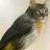 Birdcat profile picture