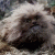 fizzgig profile picture