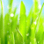 grassblade profile picture