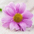 IvyC profile picture