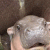 Jaroosirikorn profile picture