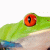 LostTreeFrog profile picture