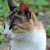 nekoshka profile picture