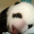 Pandagirl profile picture