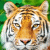 Tigretigre profile picture