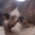 Vixu00 profile picture