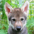 WolfStreet profile picture