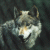 Wolf_Wolf profile picture