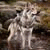 wolf_poppy profile picture
