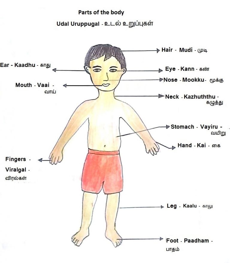 tamil-vocabulary-parts-of-the-body