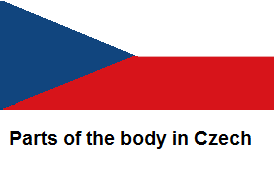 Parts of the body in Czech