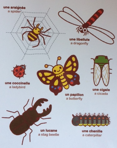 Learn french insects2.jpg
