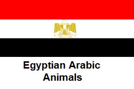 Egyptian Arabic / Animals