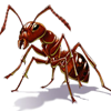 Ant.png