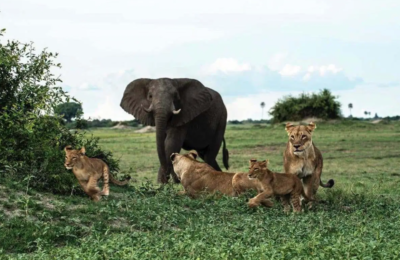 Yoruba Vocabulary - Animals