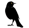 Blackbird.png
