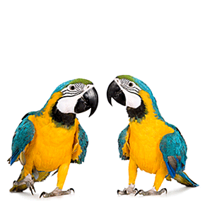 Parrots (1).gif