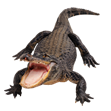 Alligator.png