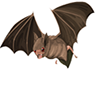 Bat.png