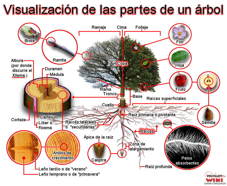 Botanical vocabulary in Spanish: the tree