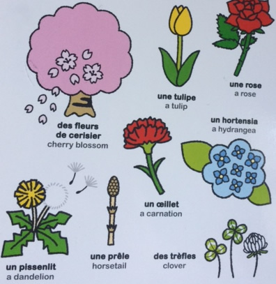 French Vocabulary - Plants