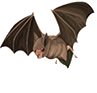 Bat2.png