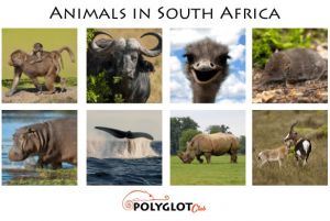 Animals-south-africa-polyglotclub-wiki.jpg