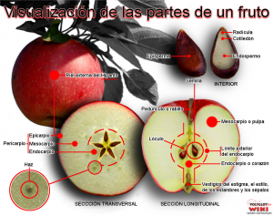 Partes de un fruto para una mejor comprensión. Ejemplo en manzana.png