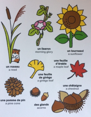 Learn french plants2.jpg