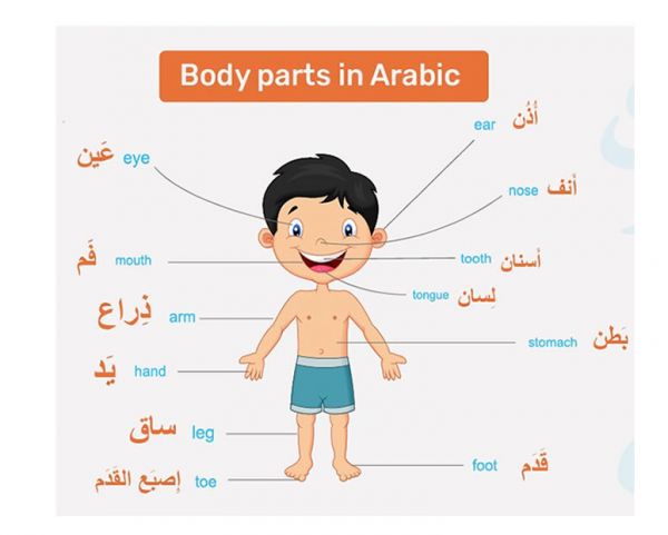 body-parts-in-arabic-list