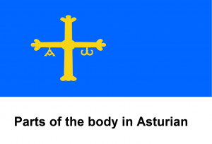 Parts of the body in Asturian