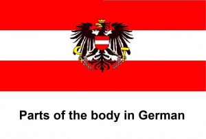 Parts of the body in German