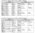 Amharic-Language-Simple-Past-Tense-PolyglotClub.jpg