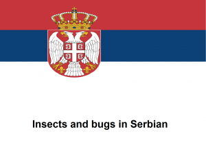 Insects and bugs in Serbian