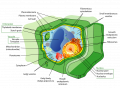 1024px-Plant cell structure-en.svg.png