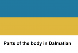 Parts of the body in Dalmatian