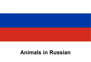 Animals in Russian