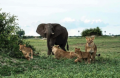 Animals-nigeria-polyglotclub.png