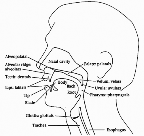 Vocal tract.png