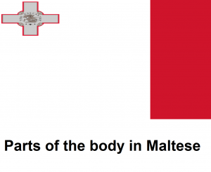 Parts of the body in Maltese