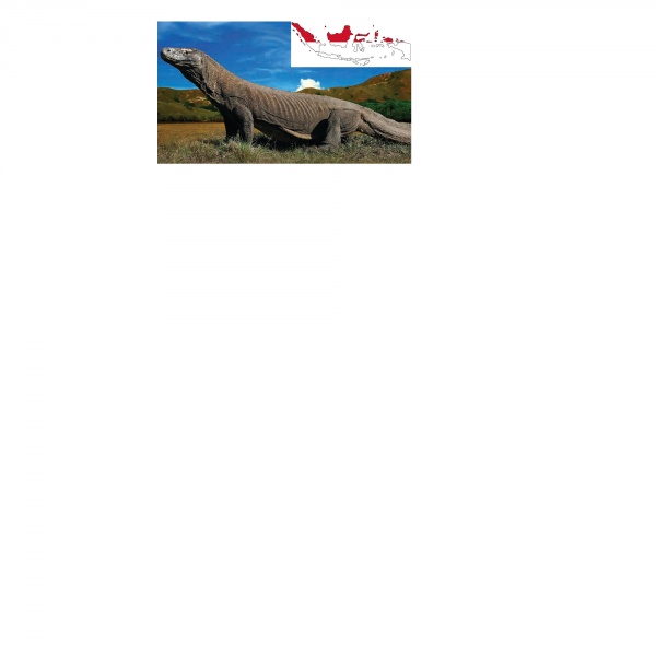 File:Animals-indonesian.jpg
