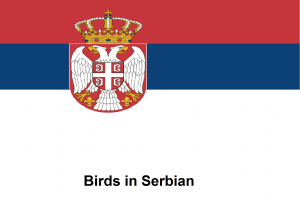 Birds in Serbian