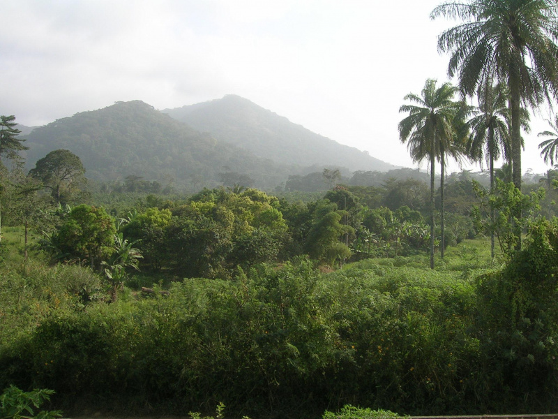 File:Forest-Guinea-Timeline-PolyglotClub.jpg