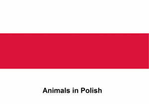 Animals in Polish